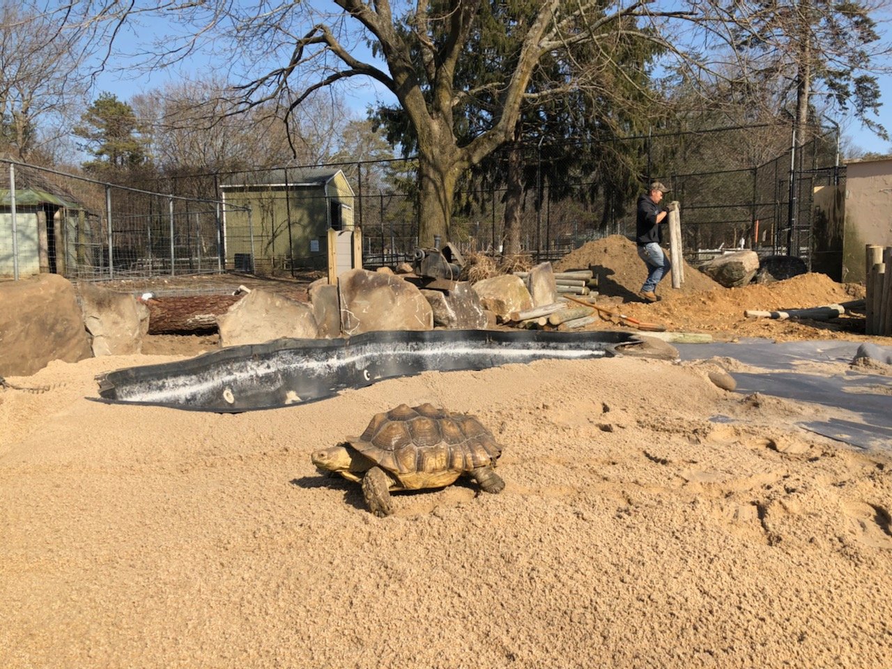 New tortoise exhibit at LI Game Farm | The Islip Bulletin